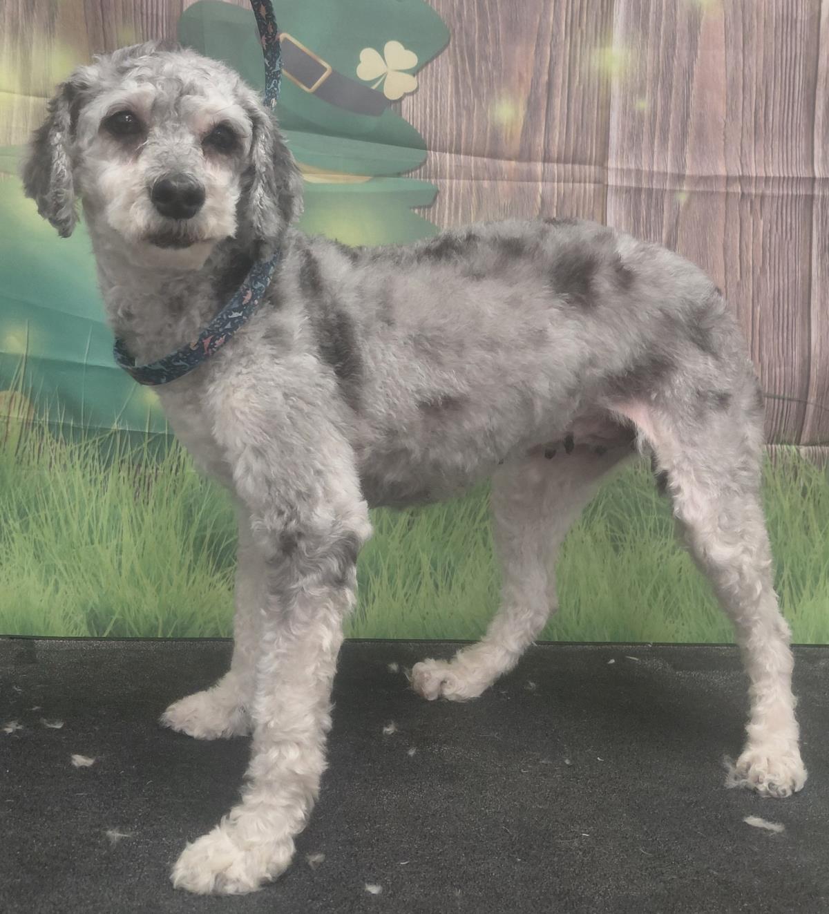 Enlarge Tara, a Adoptable Cockapoo in Westminster, MD image 2/3