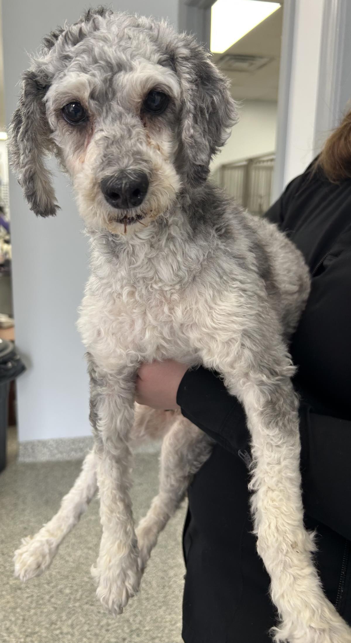 Enlarge Tara, a Adoptable Cockapoo in Westminster, MD image 3/3