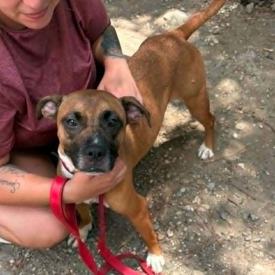 Enlarge Freya, a Adoptable Mixed Breed in East Hanover, NJ image 1/6