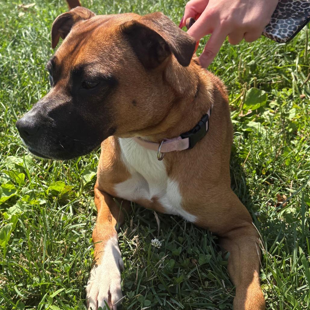 Enlarge Freya, a Adoptable Mixed Breed in East Hanover, NJ image 2/6