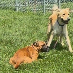 Enlarge Freya, a Adoptable Mixed Breed in East Hanover, NJ image 3/6