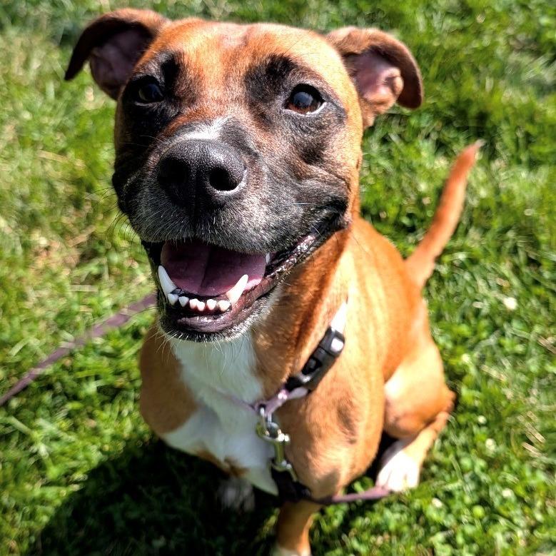 Enlarge Freya, a Adoptable Mixed Breed in East Hanover, NJ image 4/6