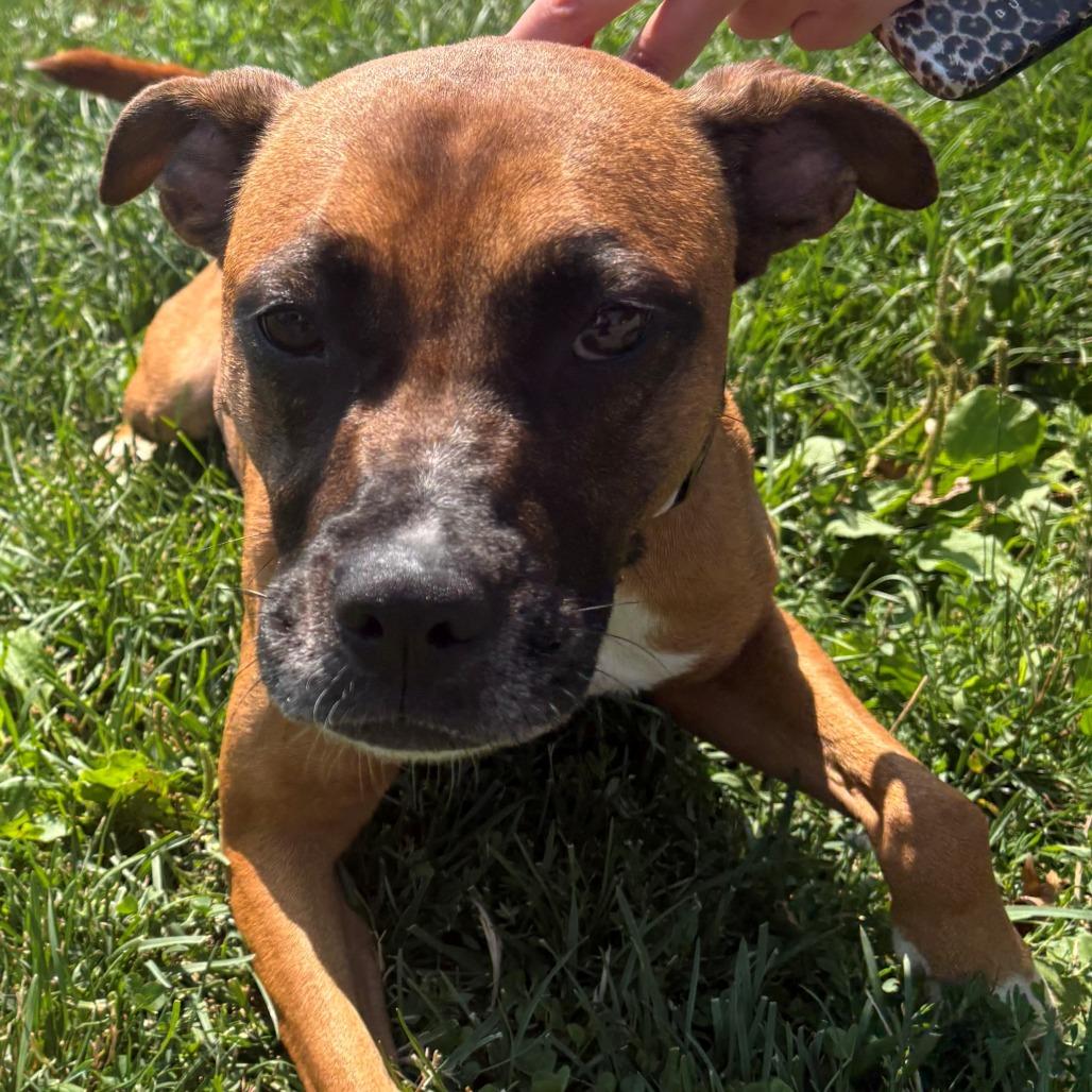 Enlarge Freya, a Adoptable Mixed Breed in East Hanover, NJ image 5/6
