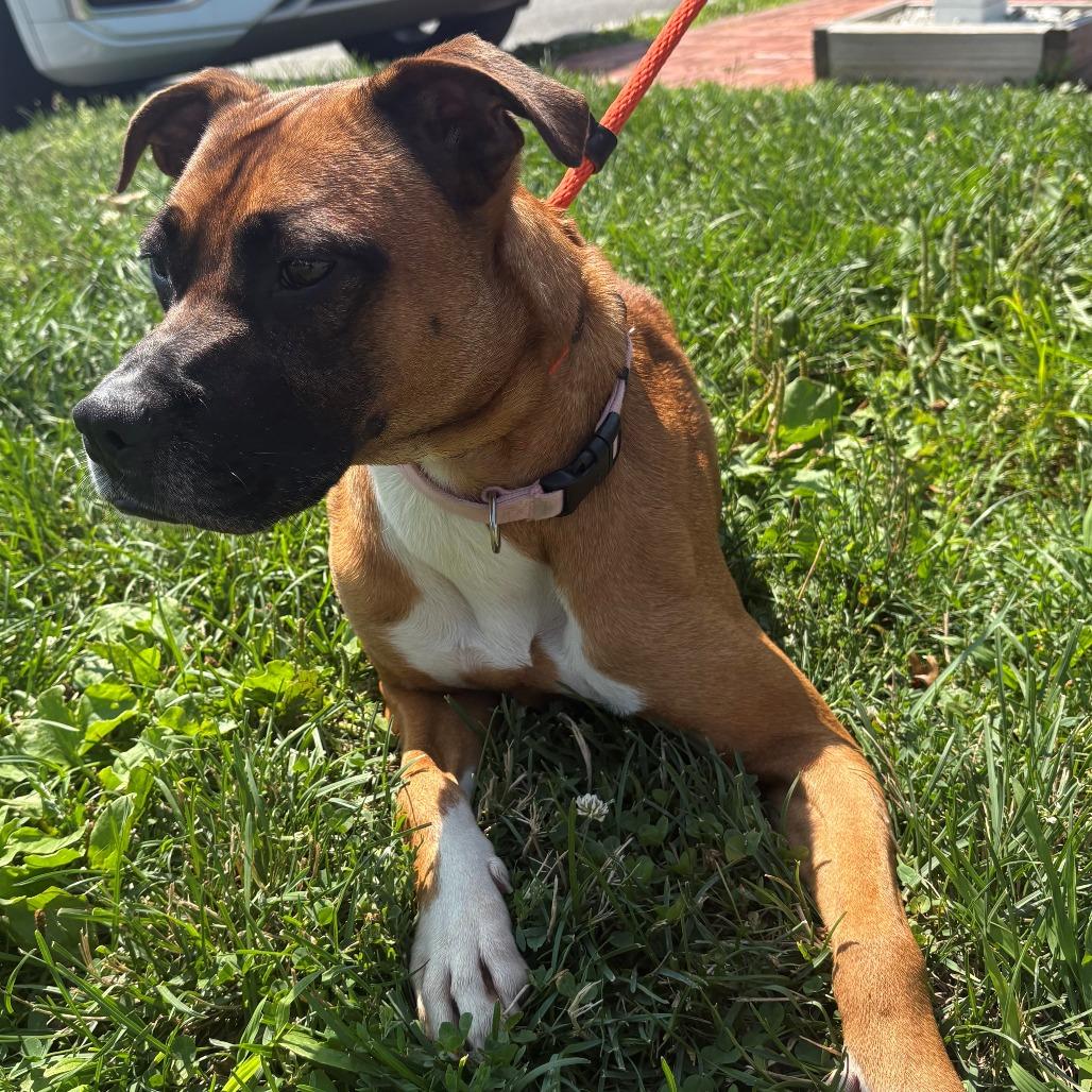 Enlarge Freya, a Adoptable Mixed Breed in East Hanover, NJ image 6/6