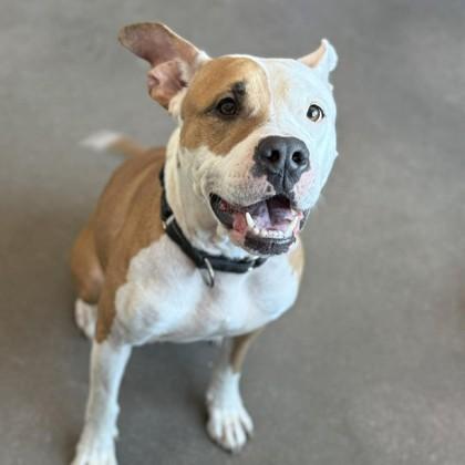 Enlarge Babygirl, a Adoptable mixed breed in Janesville, WI image 1/3