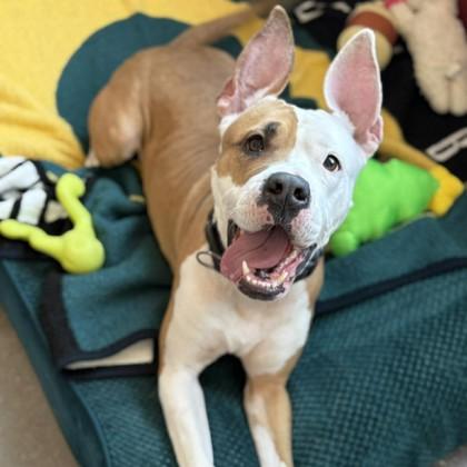 Enlarge Babygirl, a Adoptable mixed breed in Janesville, WI image 2/3