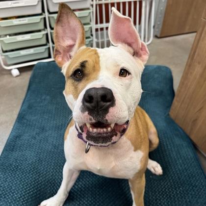 Babygirl, Adoptable, Young Female Mixed Breed & Mixed Breed.