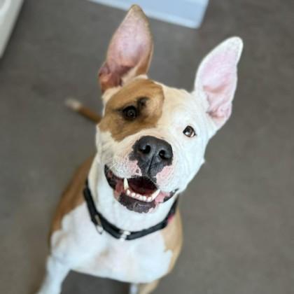 Enlarge Babygirl, a Adoptable mixed breed in Janesville, WI image 3/3