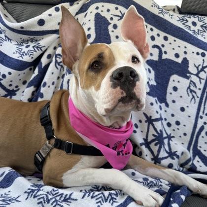 Babygirl, Adoptable, Young Female Mixed Breed & Mixed Breed.