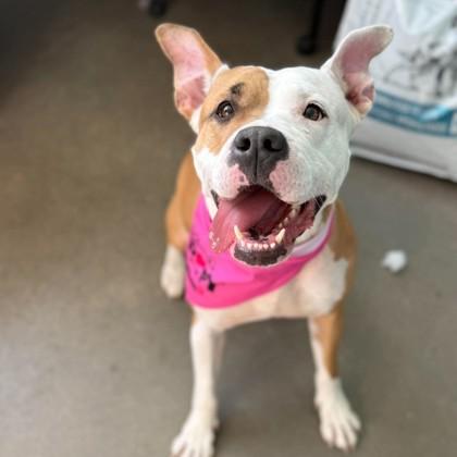 Babygirl, Adoptable, Young Female Mixed Breed & Mixed Breed.
