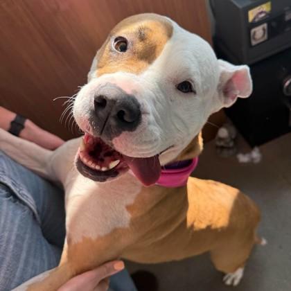 Enlarge Babygirl, a Adoptable mixed breed in Janesville, WI image 3/3