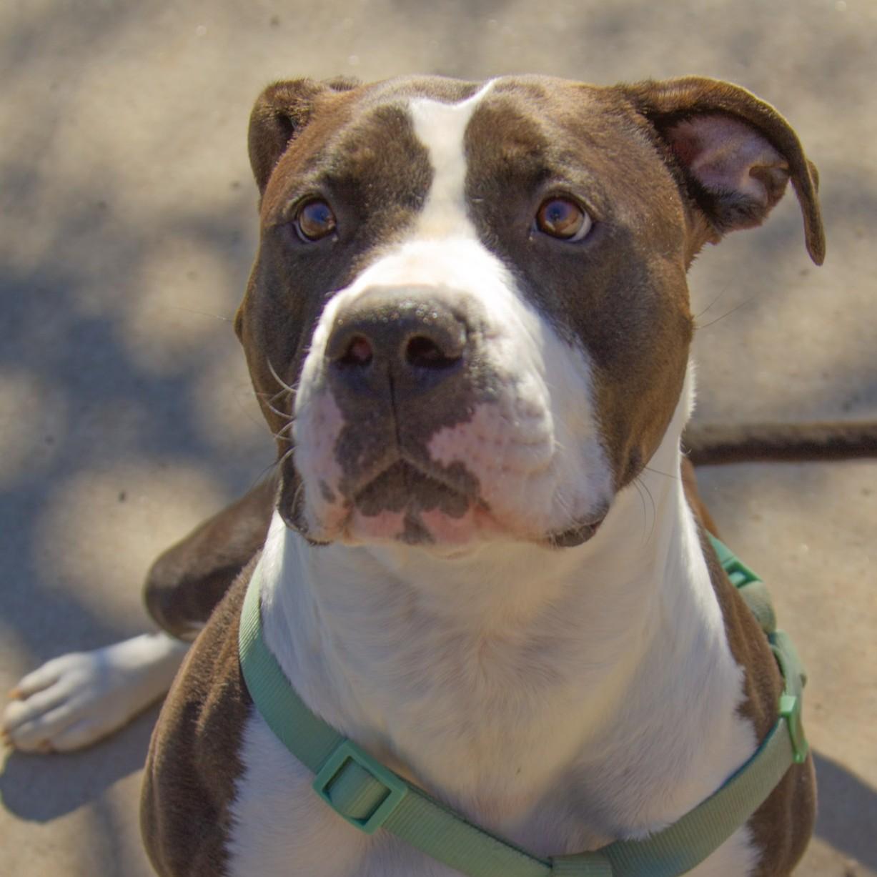 Enlarge Jasmine, an adoptable mixed breed in Rapid City, SD image 1/5