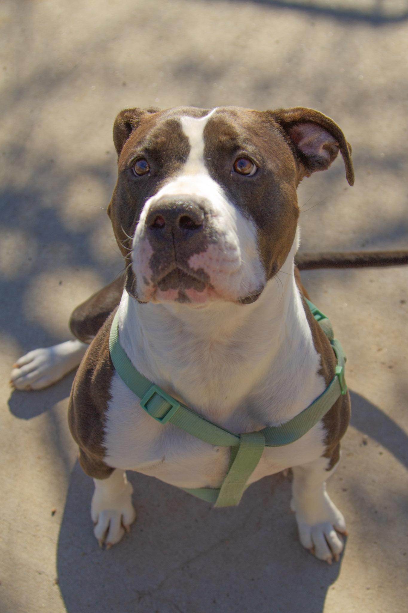 Enlarge Jasmine, an adoptable mixed breed in Rapid City, SD image 3/5