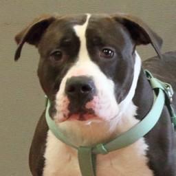 Enlarge Jasmine, an adoptable mixed breed in Rapid City, SD image 4/5