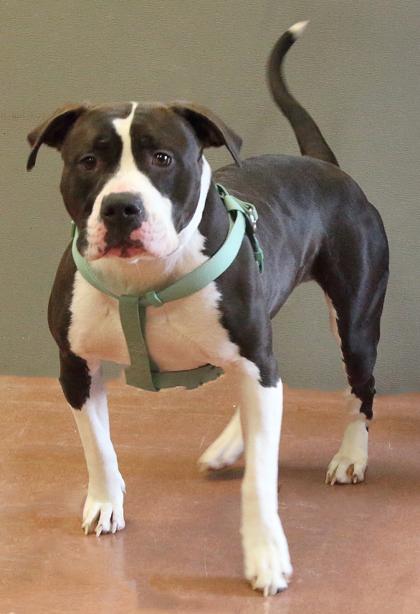 Enlarge Jasmine, an adoptable mixed breed in Rapid City, SD image 5/5