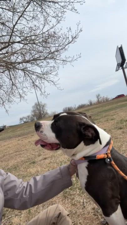 Enlarge Jasmine, an adoptable mixed breed in Rapid City, SD video 2/5