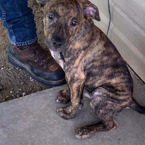 Mickey, an adopted Mixed Breed in Saint Marys, PA image 1/2