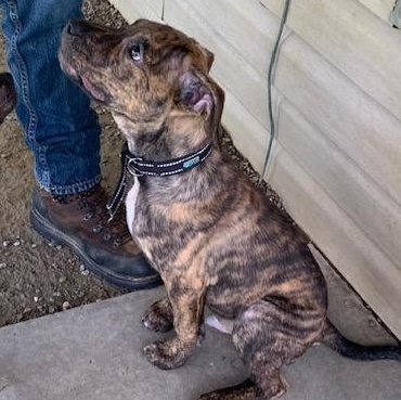 Mickey, an adopted Mixed Breed in Saint Marys, PA image 2/2