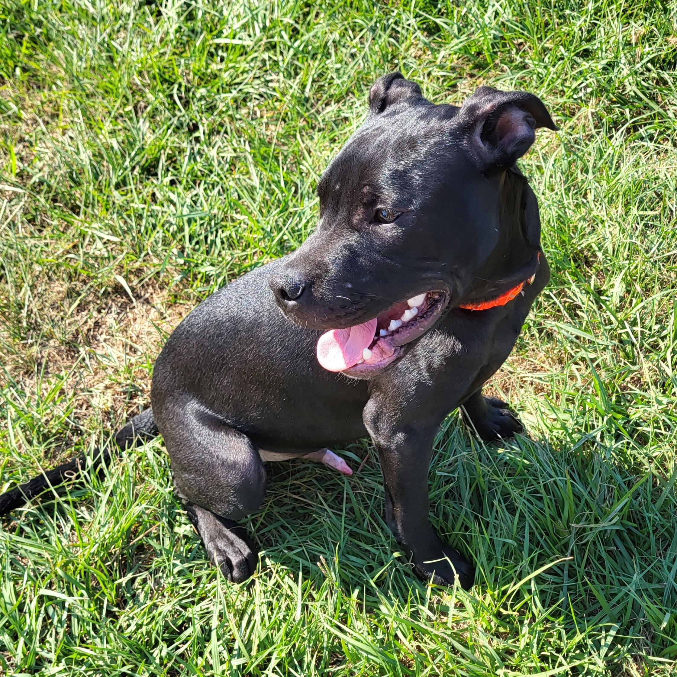 Enlarge Blaze, a Adoptable Pit Bull Terrier in Rockdale, TX image 1/2
