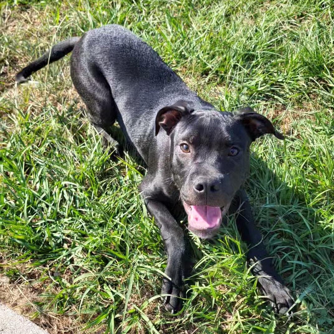 Enlarge Blaze, a Adoptable Pit Bull Terrier in Rockdale, TX image 2/2