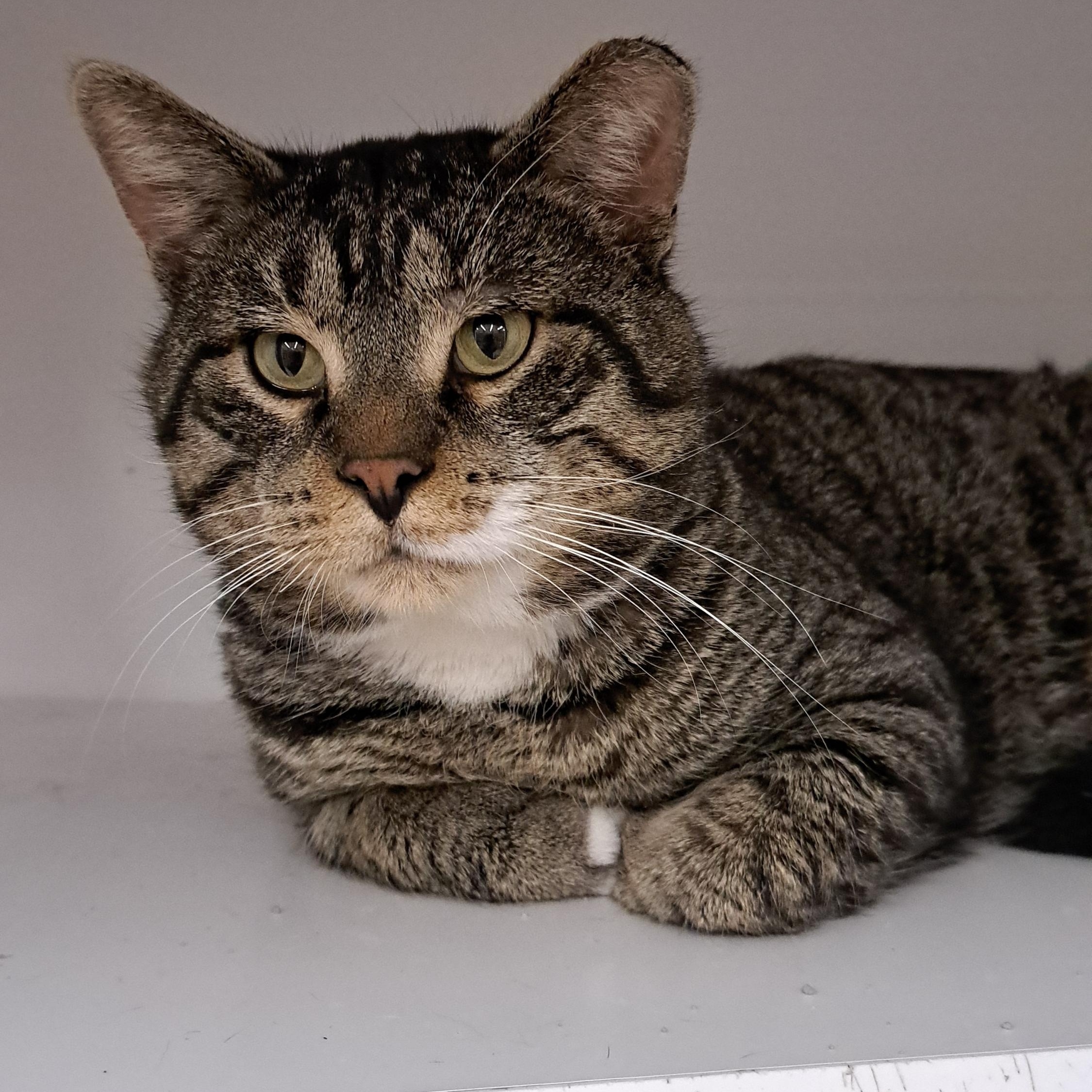 Ralphie, adoptable, Adult Male Tabby.