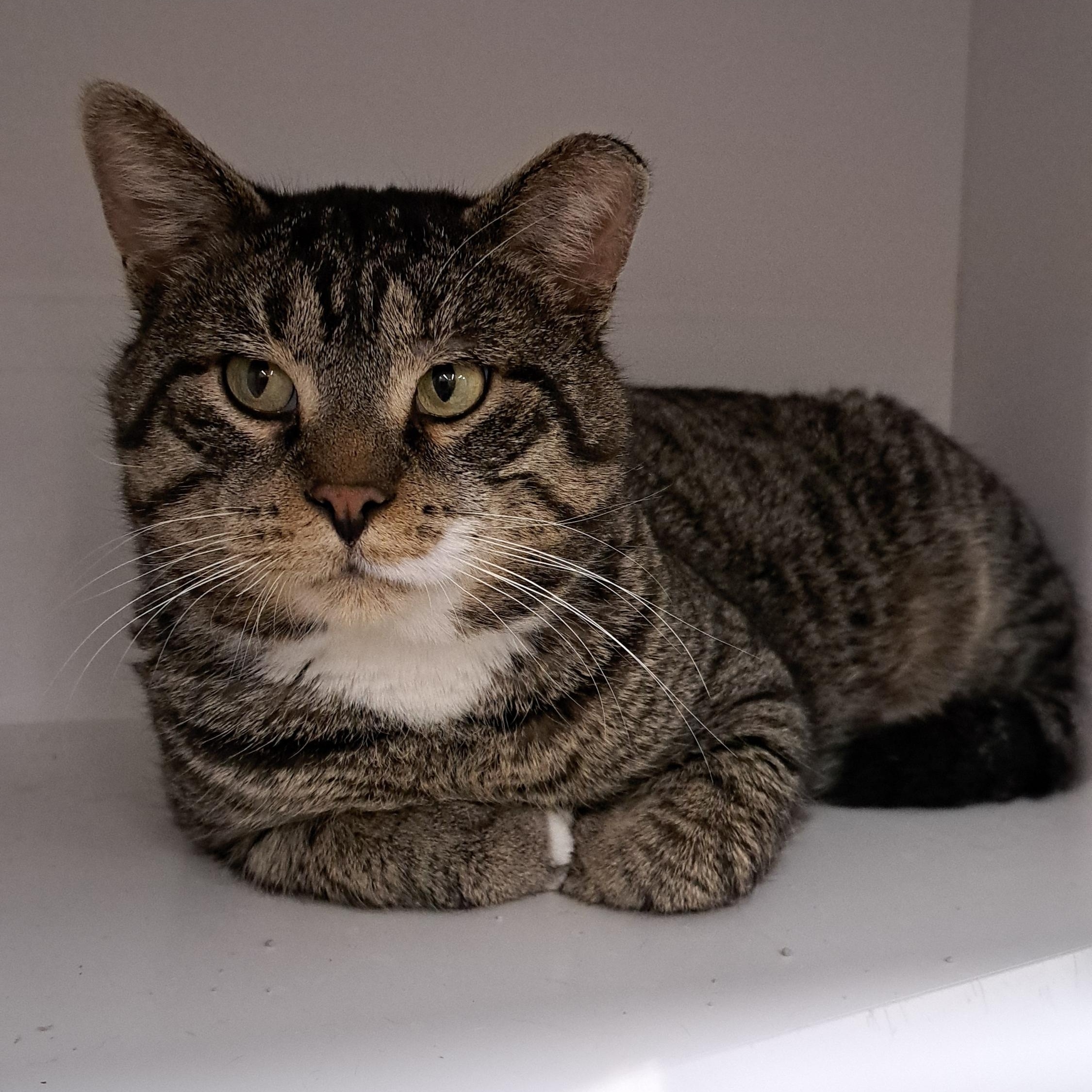 Enlarge Ralphie, an adoptable Tabby in Buffalo, NY image 2/3