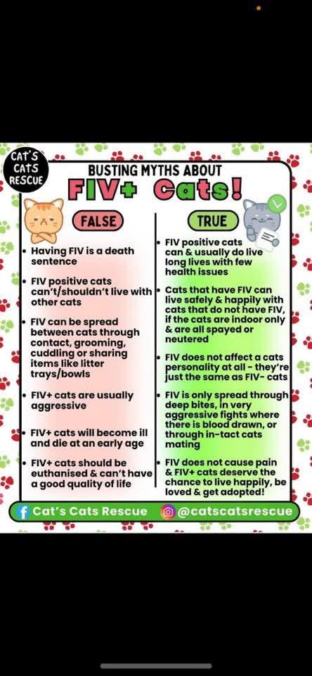 Enlarge Ralphie, an adoptable Tabby in Buffalo, NY image 3/3