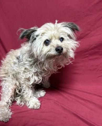 BEATRICE, Adoptable, Adult Female Terrier.