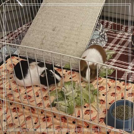 Enlarge Butters, a Adoptable Guinea Pig in Monroe, MI image 1/2