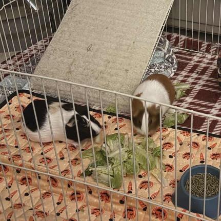 Enlarge Butters, a Adoptable Guinea Pig in Monroe, MI image 1/2