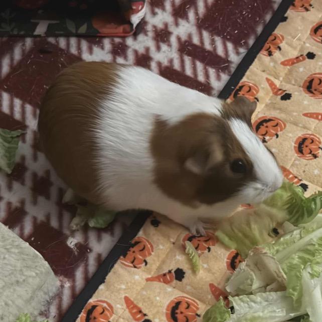 Enlarge Butters, a Adoptable Guinea Pig in Monroe, MI image 2/2