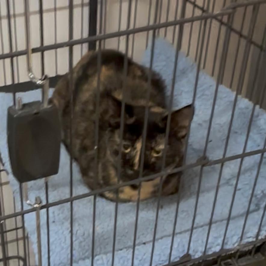 Sidney, Adoptable, Adult Female Domestic Short Hair.