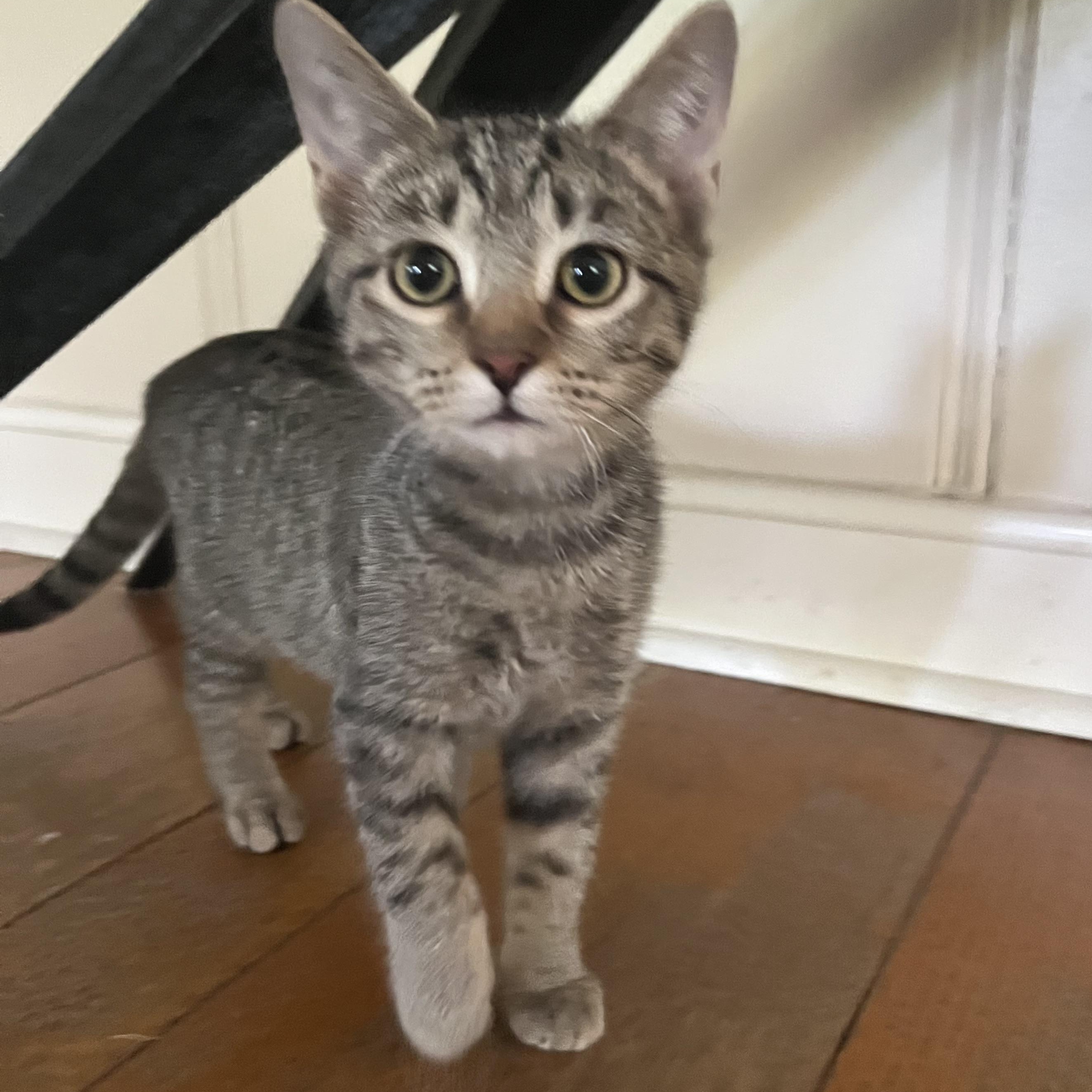Fern, Adoptable, Kitten Female Domestic Short Hair.
