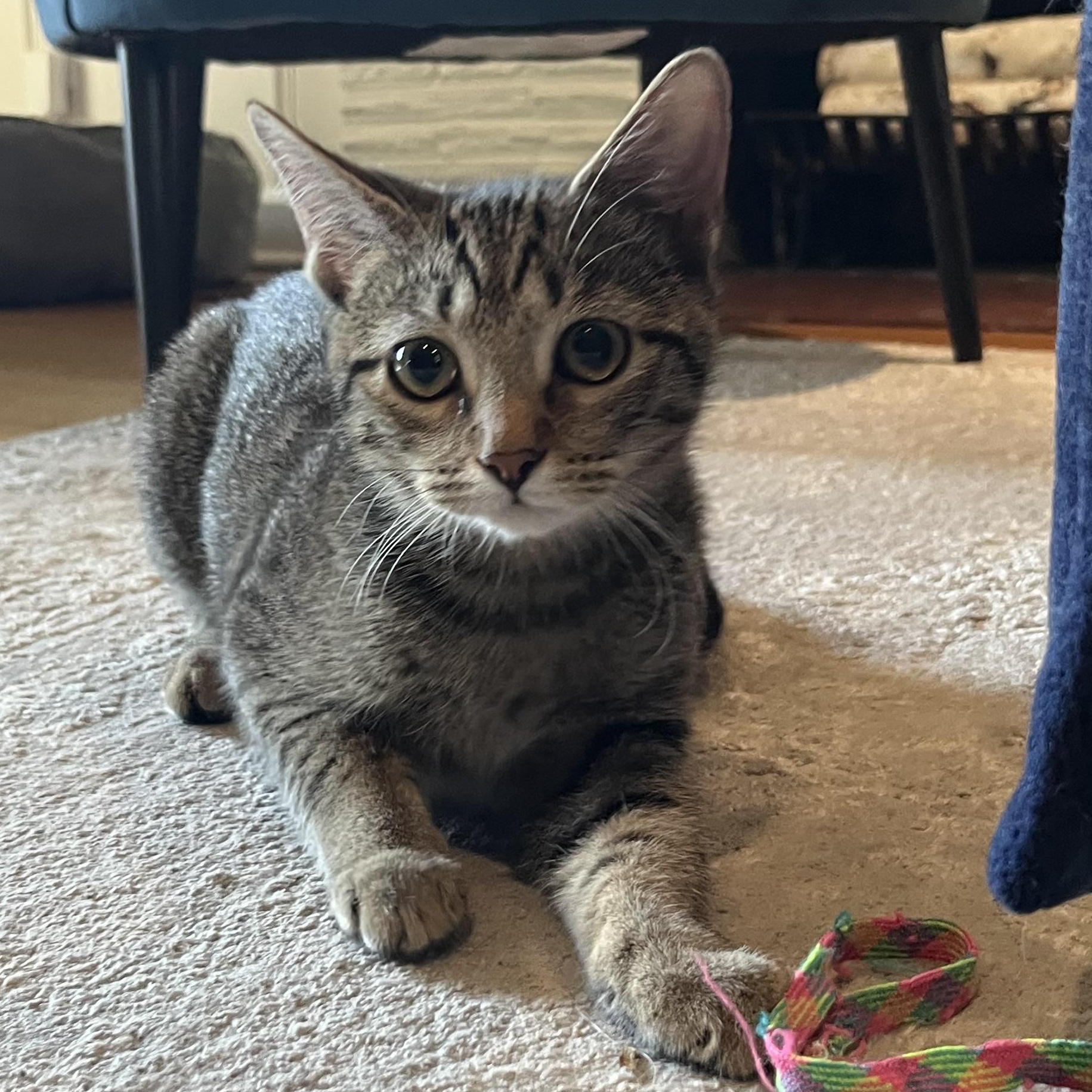Fern, Adoptable, Kitten Female Domestic Short Hair.