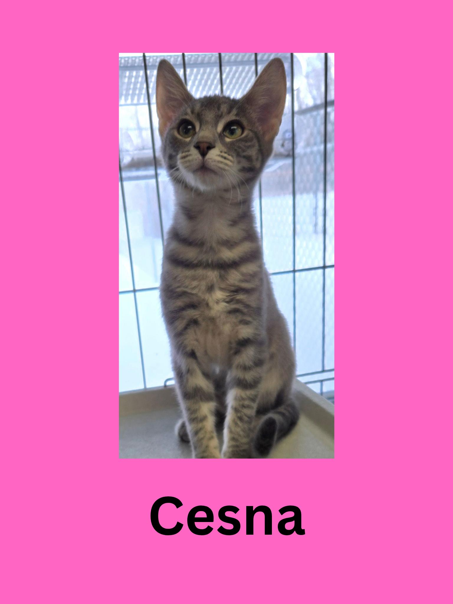 Cesna, adopted, Kitten Female Domestic Short Hair.