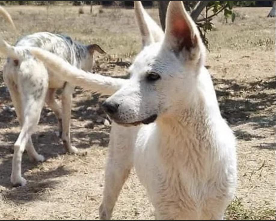 Benny, Adoptable, Adult Male Mixed Breed & German Shepherd Dog.
