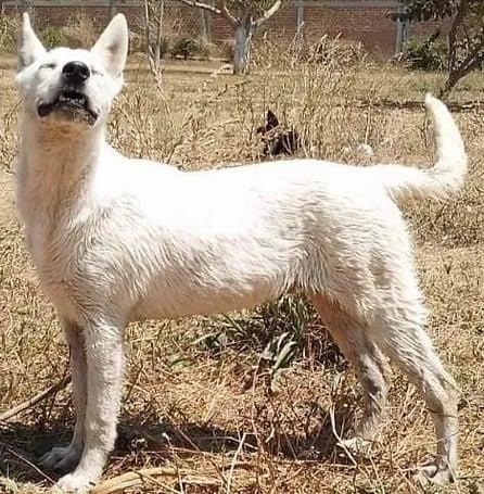 Enlarge Benny, a Adoptable mixed breed in EL COLORADO, JAL image 2/6