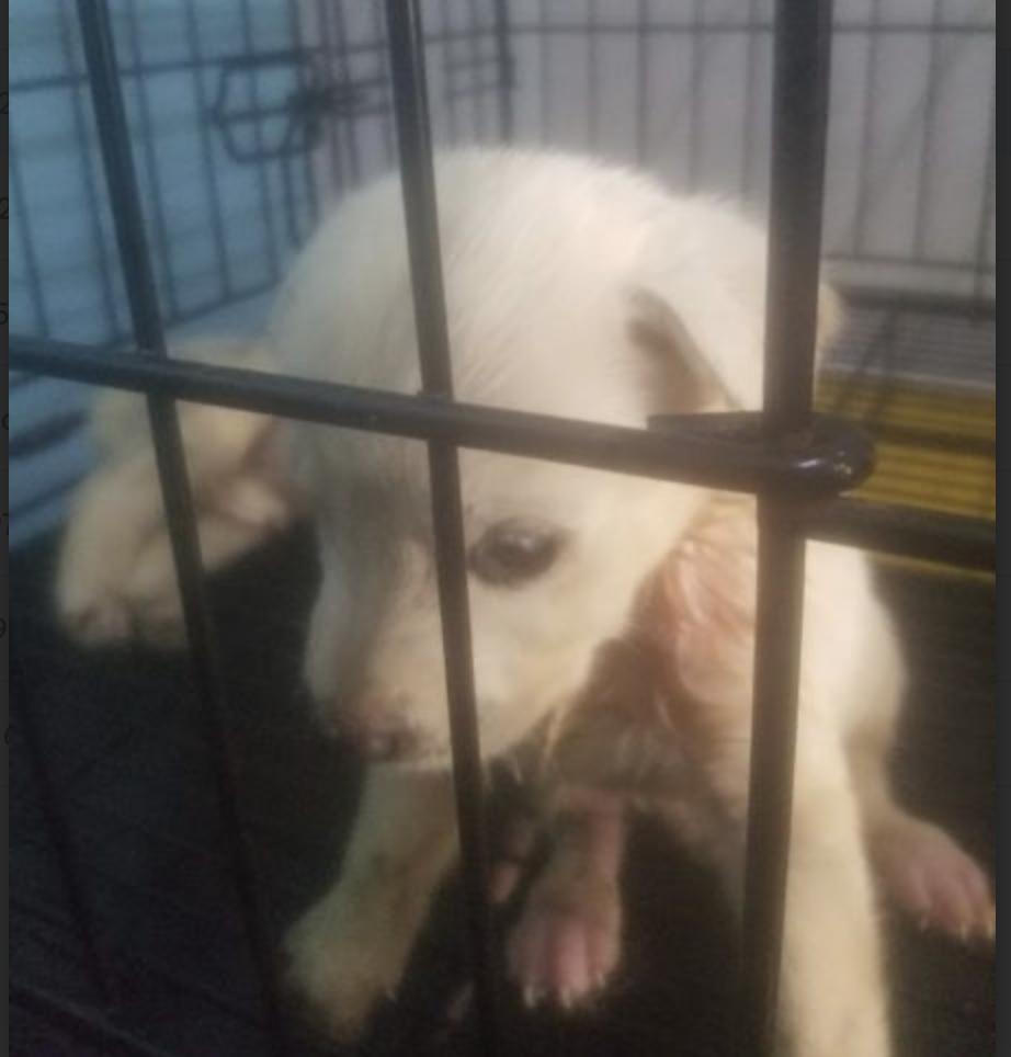 Enlarge Benny, a Adoptable mixed breed in EL COLORADO, JAL image 4/6