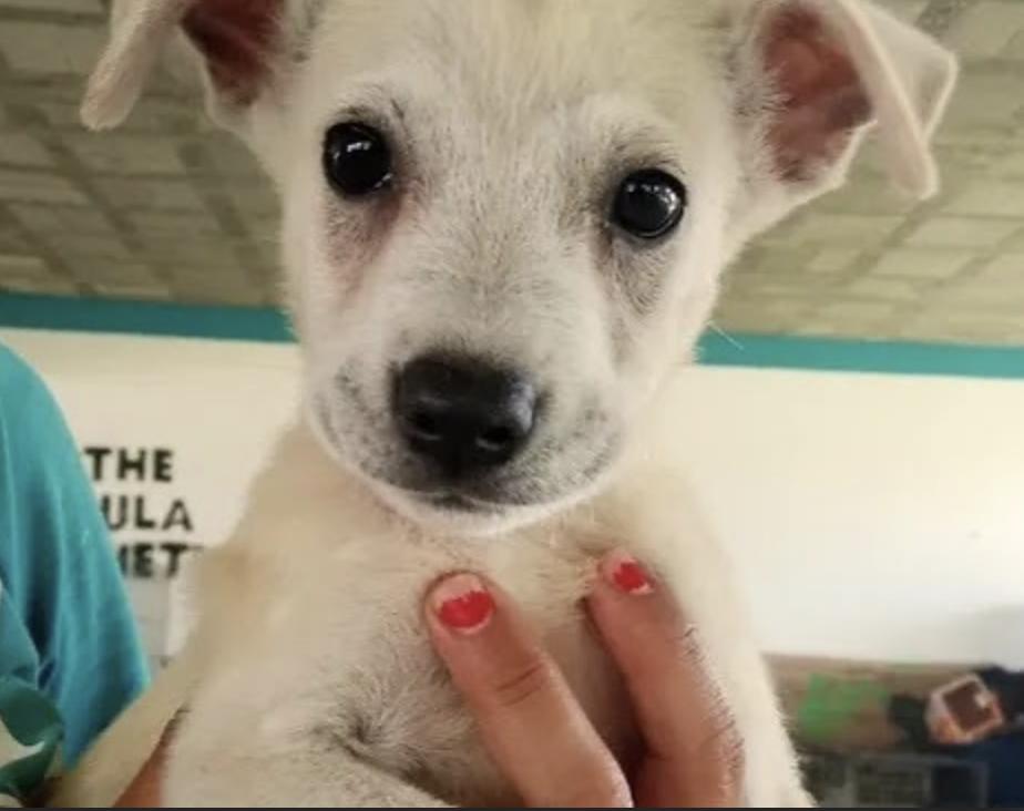 Enlarge Benny, a Adoptable mixed breed in EL COLORADO, JAL image 5/6