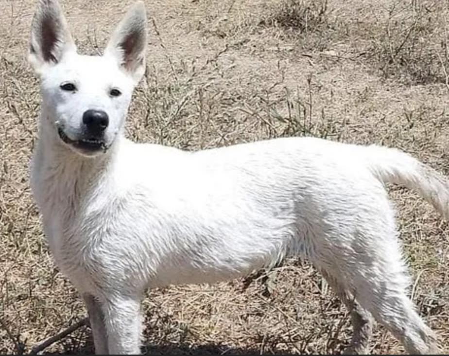 Benny, Adoptable, Adult Male Mixed Breed & German Shepherd Dog.