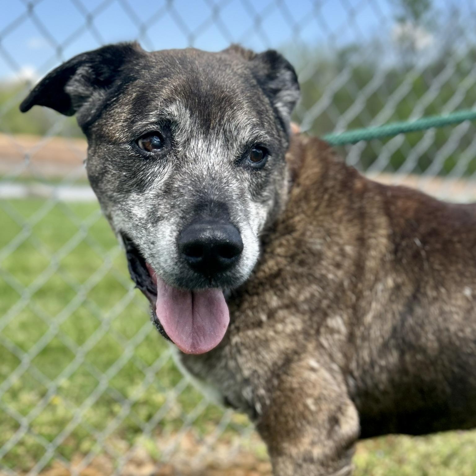Enlarge Clarence, a ADOPTABLE Mixed Breed in Franklin, KY image 2/6