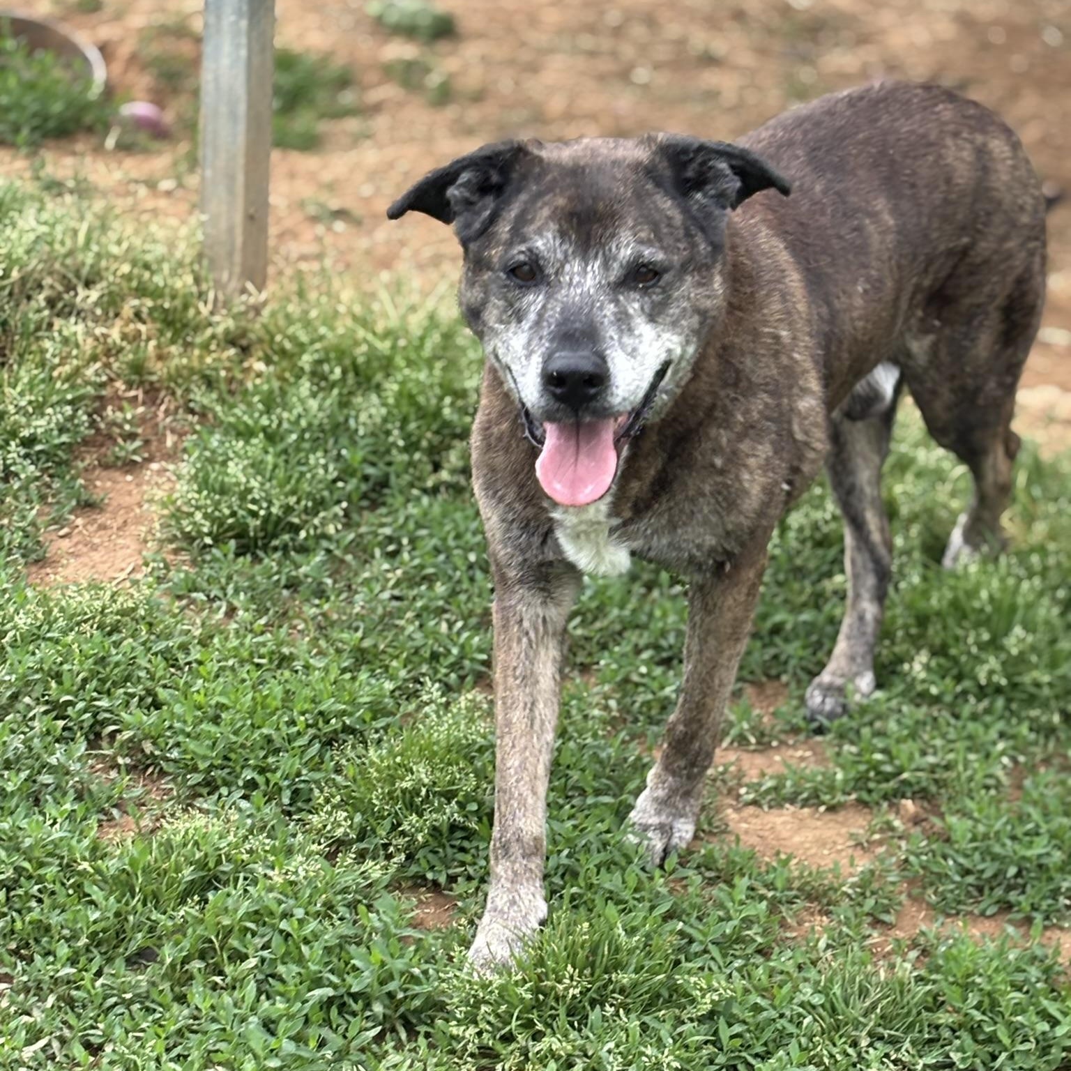 Enlarge Clarence, a ADOPTABLE Mixed Breed in Franklin, KY image 3/6