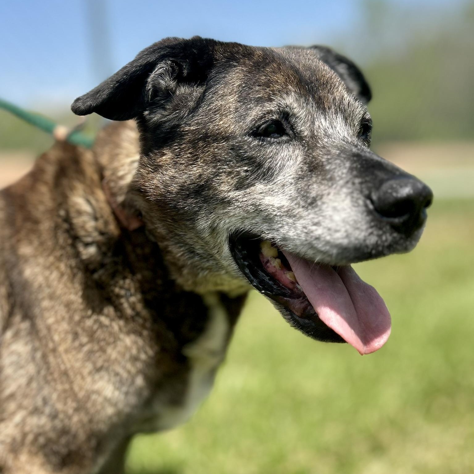Enlarge Clarence, a ADOPTABLE Mixed Breed in Franklin, KY image 1/6