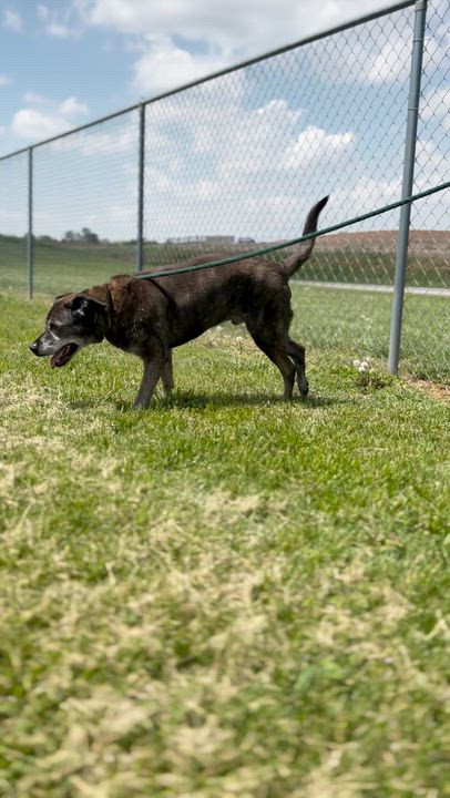 Enlarge Clarence, a ADOPTABLE Mixed Breed in Franklin, KY video 6/6