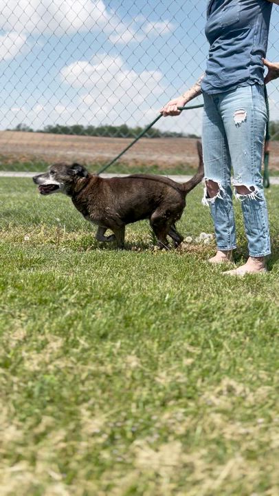 Enlarge Clarence, a ADOPTABLE Mixed Breed in Franklin, KY video 5/6