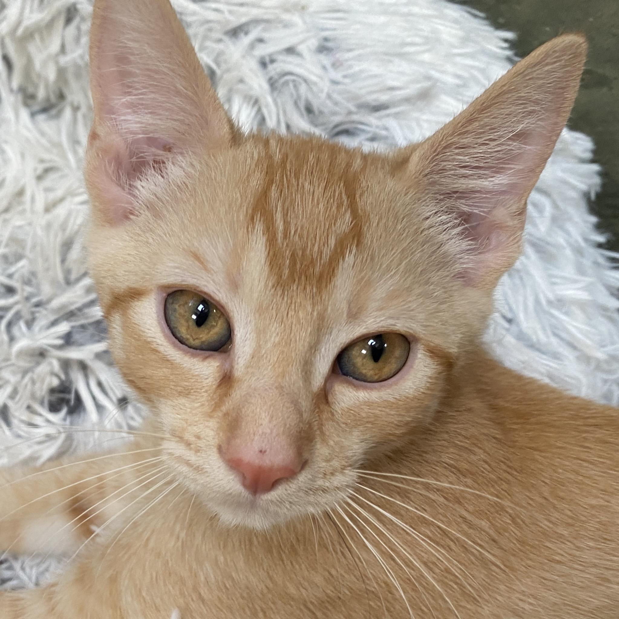 Ginger Snap, Adopted, Young Male Domestic Short Hair.