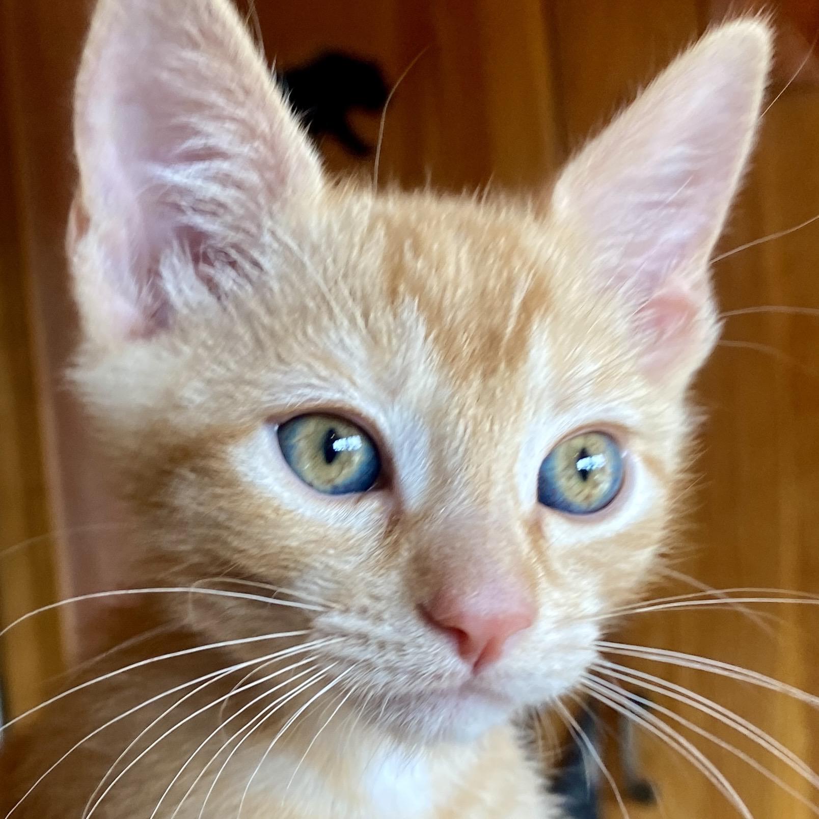 Ginger Snap, a Adopted mixed breed in Santa Fe, NM image 2/2
