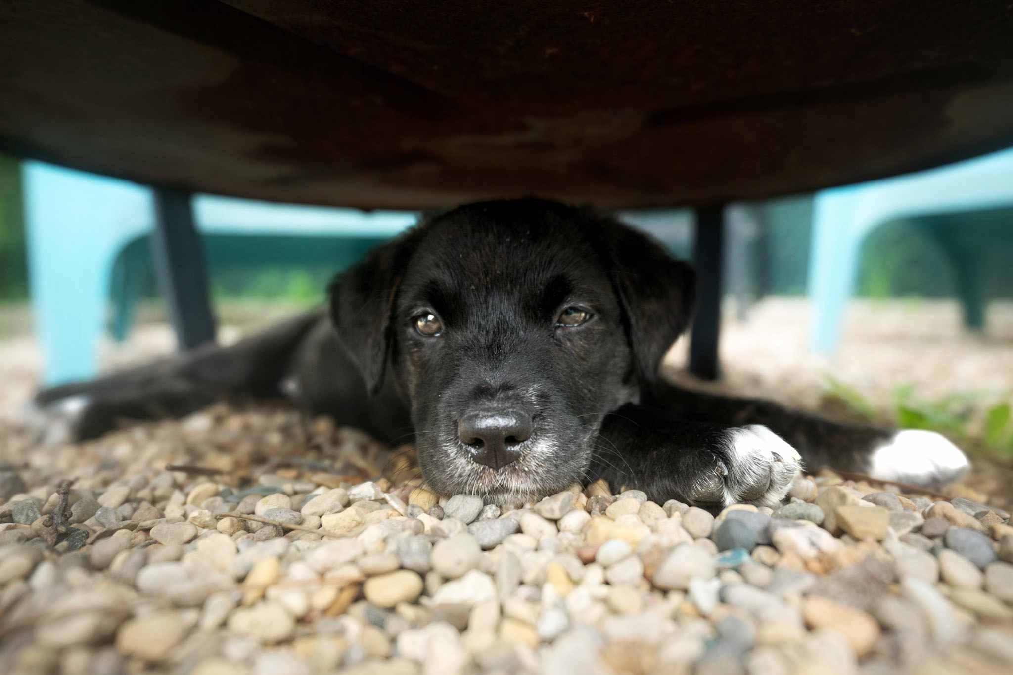Enlarge Ladybird, an adoptable mixed breed in Schaumburg, IL image 4/4