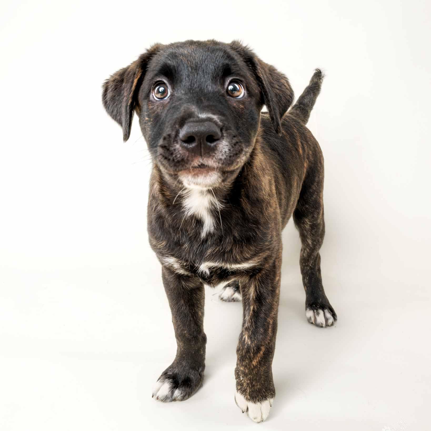 Enlarge Ladybird, an adoptable mixed breed in Schaumburg, IL image 1/4