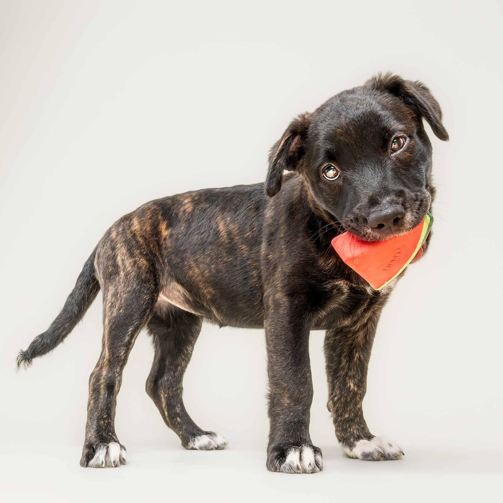 Enlarge Ladybird, an adoptable mixed breed in Schaumburg, IL image 3/4